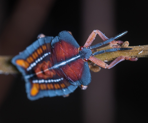 Lychee Stink Bug photo 3