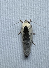 Antaeotricha furcata