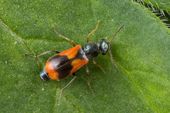 Anthocomus equestris