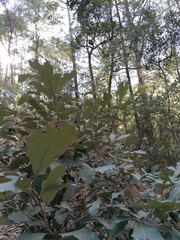 Quercus scytophylla