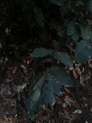 Quercus scytophylla