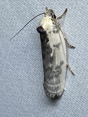 Antaeotricha furcata