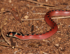 Gyalopion quadrangulare