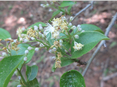 Symplocos sawafutagi