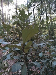 Quercus scytophylla