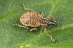 Hypera conmaculata