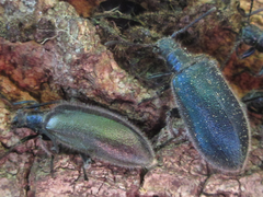 Cerogria janthinipennis