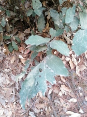 Quercus scytophylla
