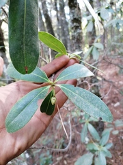 Ternstroemia lineata