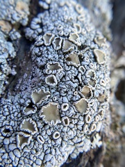 Rhizoplaca subdiscrepans