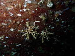 Heteropora alaskensis
