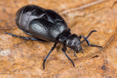 Meloe brevicollis