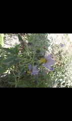 Solanum elaeagnifolium