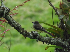 Myiarchus cephalotes