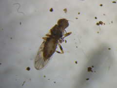 Tricimba tinctipennis