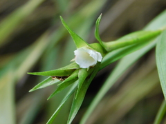 Elleanthus caricoides