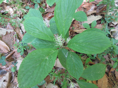 Chloranthus fortunei