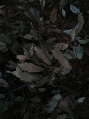 Quercus scytophylla