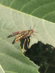 Polistes weyrauchorum