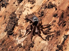 Hypodrassodes maoricus