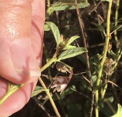 Hermannia boraginiflora