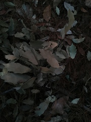 Quercus scytophylla
