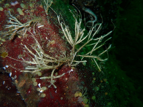 Cellaria diffusa