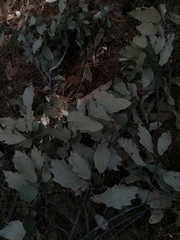 Quercus scytophylla