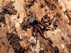 Hypodrassodes maoricus