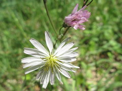 Ixeris strigosa