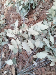 Quercus scytophylla