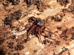 Hypodrassodes maoricus