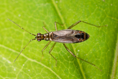 Dicyphus constrictus