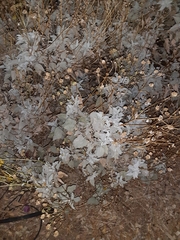 Encelia farinosa