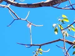 Tabebuia rosea
