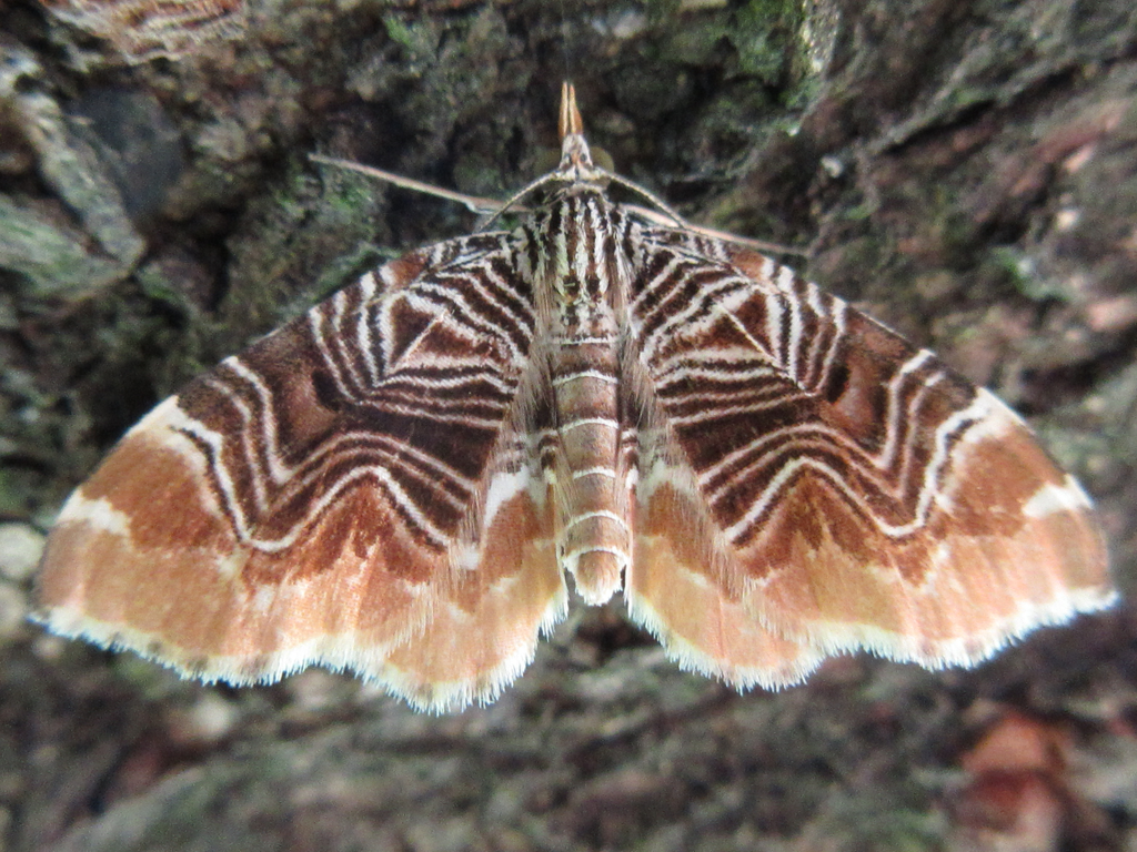 Lobogonodes complicata