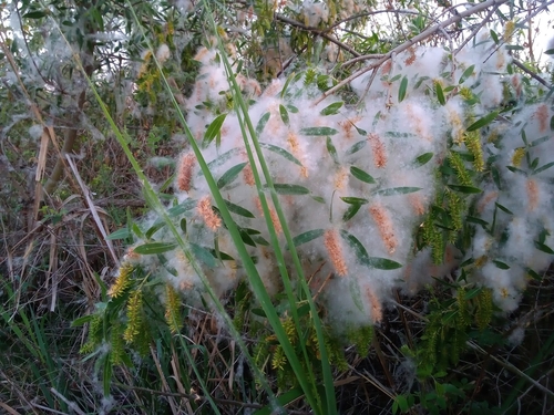 iNaturalist observation photo of Goodding's willow