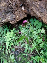 Achyranthes longifolia