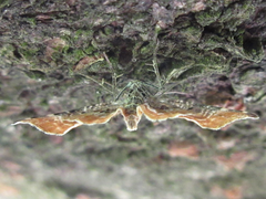 Lobogonodes complicata