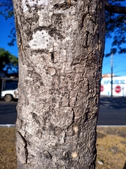 Roseodendron donnell-smithii