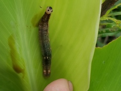 Geshna cannalis