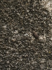 Colydiinae