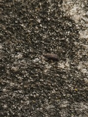 Colydiinae