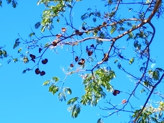 Enterolobium cyclocarpum