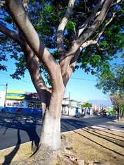 Enterolobium cyclocarpum