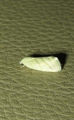 Earias paralella