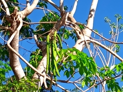 Roseodendron donnell-smithii