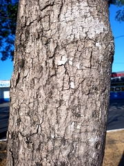 Roseodendron donnell-smithii