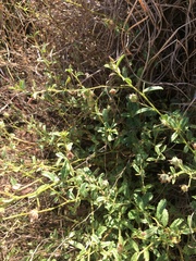 Hermannia boraginiflora