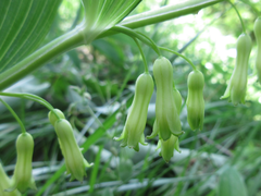 Polygonatum odoratum thunbergii